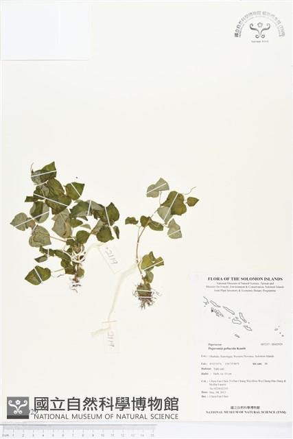 草胡椒藏品圖，第1張