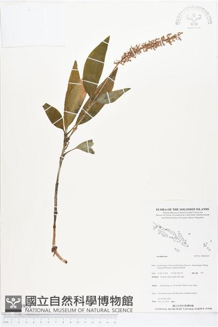 登錄號:BS04929藏品圖，第1張