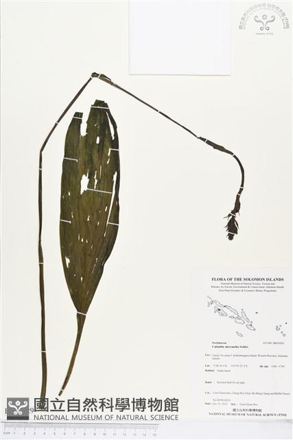 登錄號:BS03929藏品圖，第1張