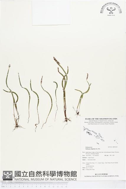 Accession Number:BP00329 Collection Image