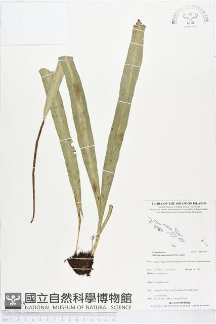 尖嘴蕨藏品圖，第1張