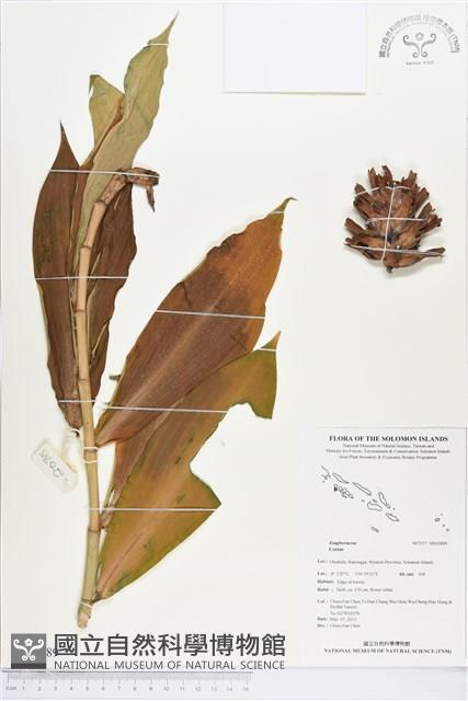 登錄號:BS02889藏品圖，第1張