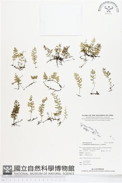 厚邊蕨藏品圖，第1張