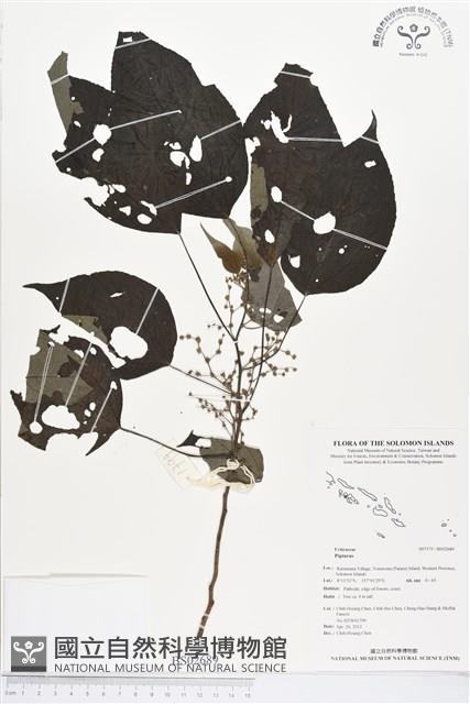 登錄號:BS02689藏品圖，第1張