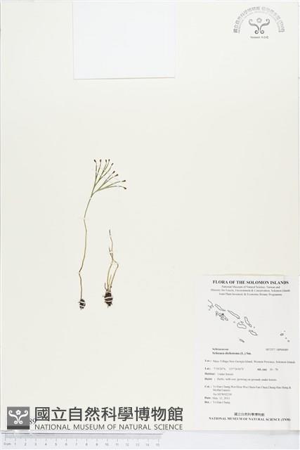 分枝莎草蕨藏品圖，第1張