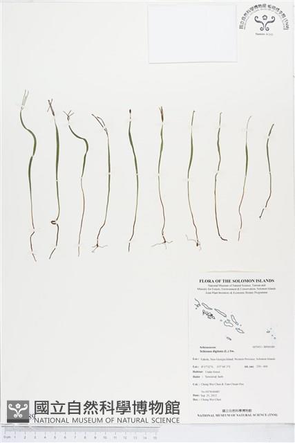 莎草蕨藏品圖，第1張