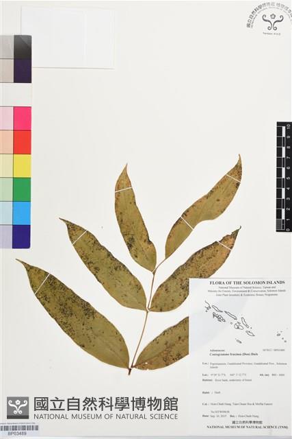 全緣鳳丫蕨藏品圖，第1張