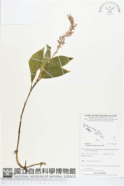 登錄號:BS03489藏品圖，第1張