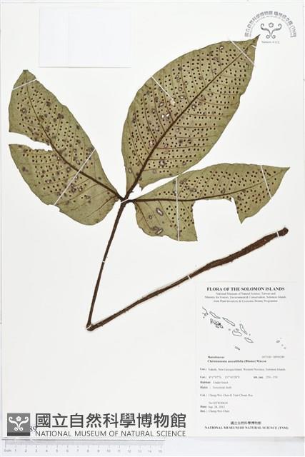 登錄號:BP00289藏品圖，第1張