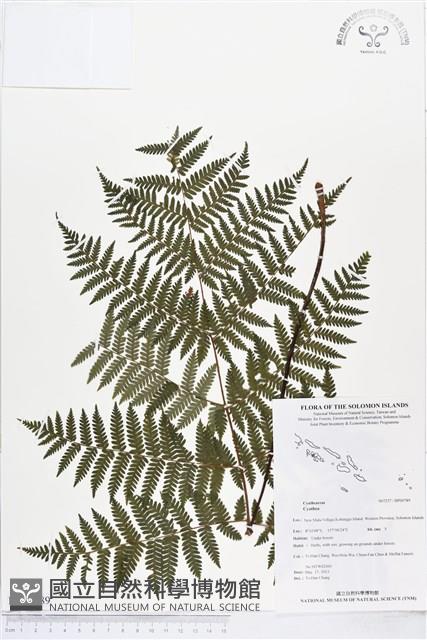 Accession Number:BP00789 Collection Image