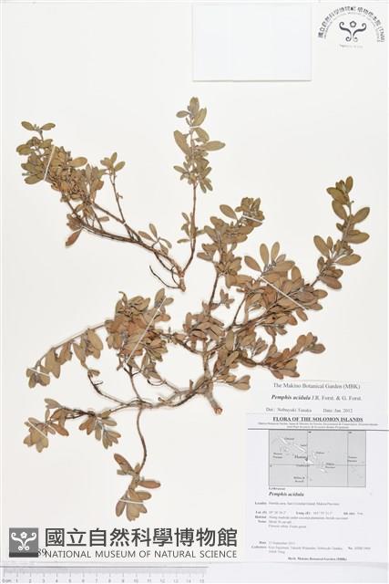 水芫花藏品圖，第1張