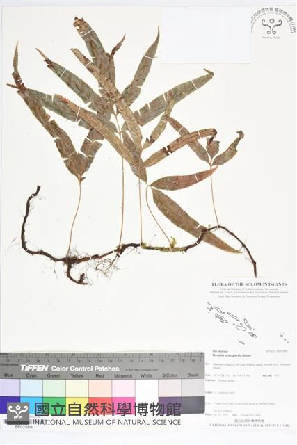 登錄號:BP02589藏品圖，第1張