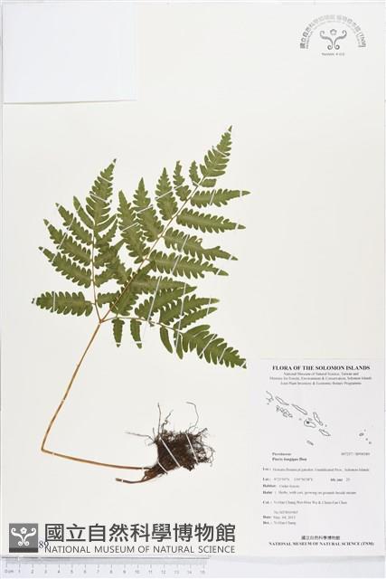 蓬萊鳳尾蕨藏品圖，第1張