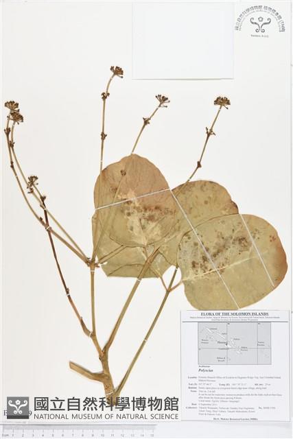 登錄號:BS01589藏品圖，第1張