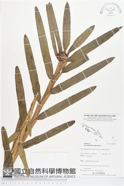 登錄號:BS03589藏品圖，第1張