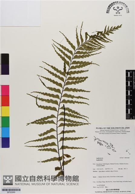 登錄號:BP02989藏品圖，第1張