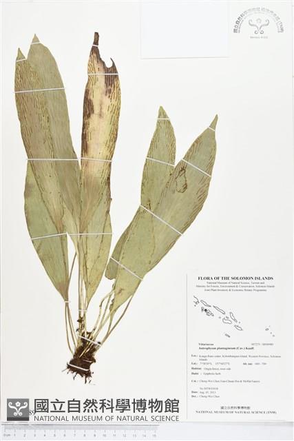 Accession Number:BP00989 Collection Image