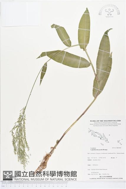 淡竹葉藏品圖，第1張
