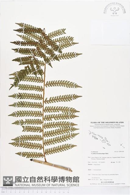 登錄號:BP01389藏品圖，第1張
