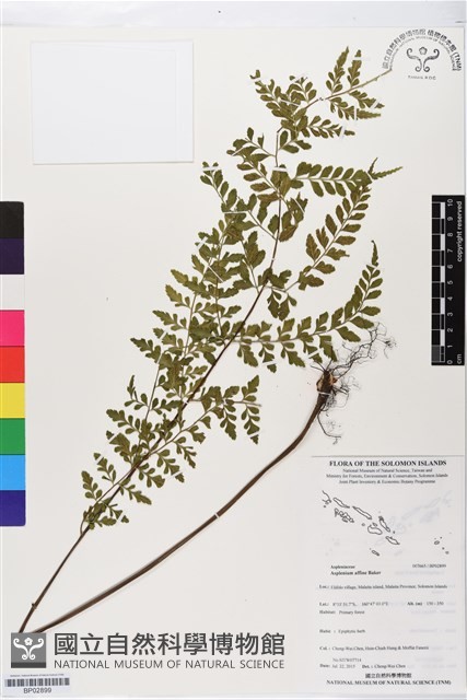 登錄號:BP02899藏品圖，第1張