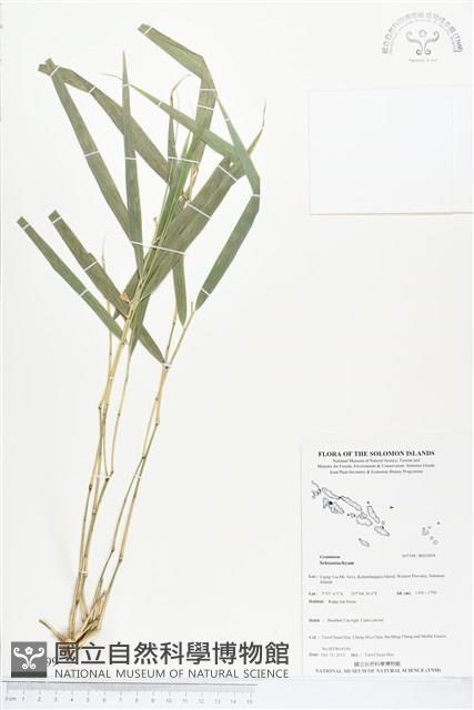 登錄號:BS03899藏品圖，第1張