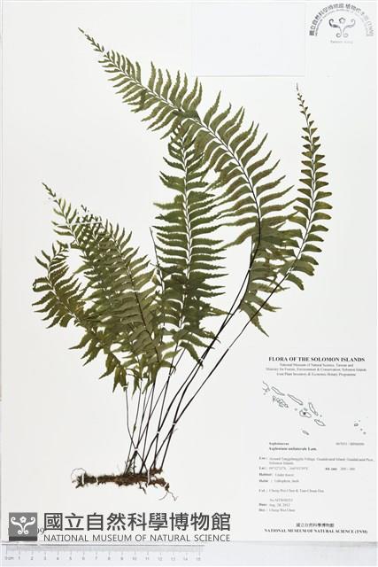 單邊鐵角蕨藏品圖，第1張