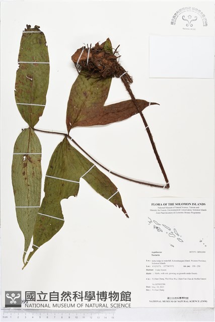 登錄號:BP01099藏品圖，第1張
