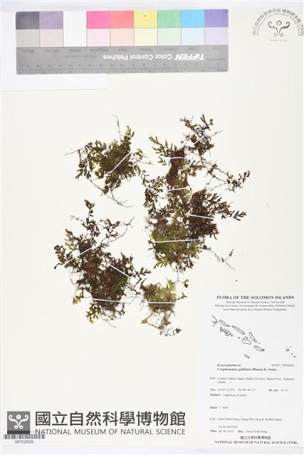 毛葉蕨藏品圖，第1張