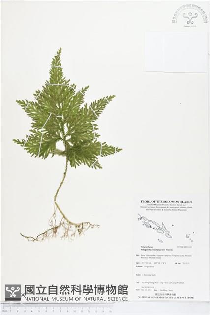 登錄號:BP01699藏品圖，第1張