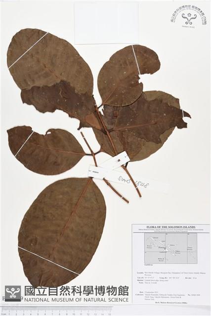 登錄號:BS01699藏品圖，第1張