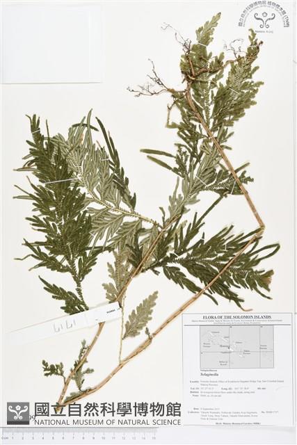 登錄號:BP00199藏品圖，第1張