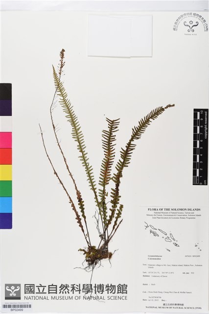 登錄號:BP02499藏品圖，第1張