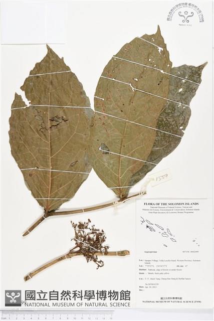 登錄號:BS02499藏品圖，第1張