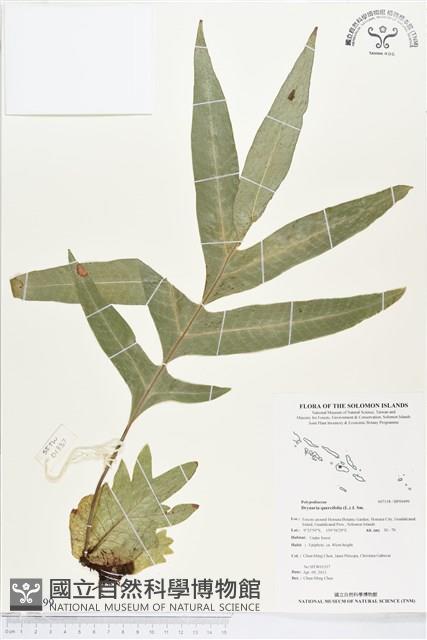 團葉槲蕨藏品圖，第1張