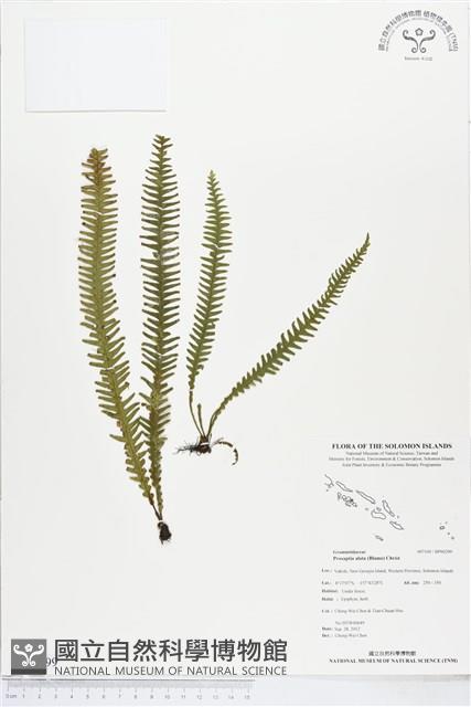 登錄號:BP00299藏品圖，第1張