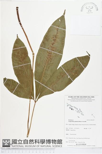 登錄號:BP01299藏品圖，第1張