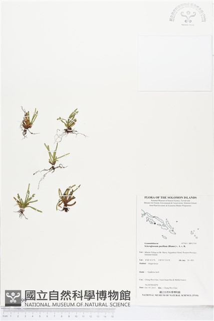 革舌蕨藏品圖，第1張