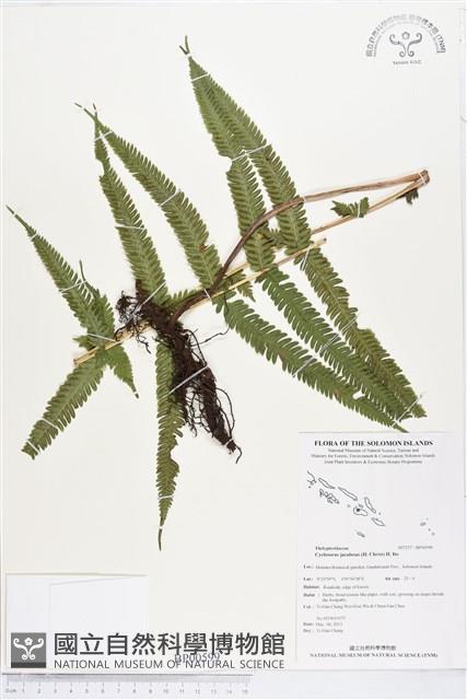 小密腺小毛蕨藏品圖，第1張