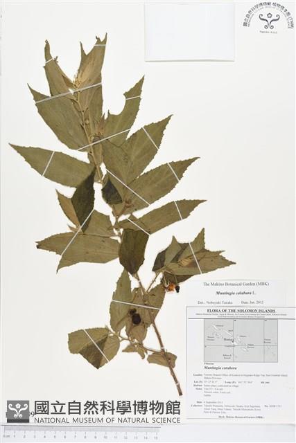 西印度櫻桃藏品圖，第1張