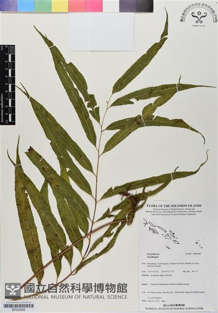 登錄號:BP02999藏品圖，第1張