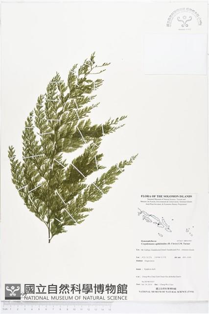 登錄號:BP01999藏品圖，第1張