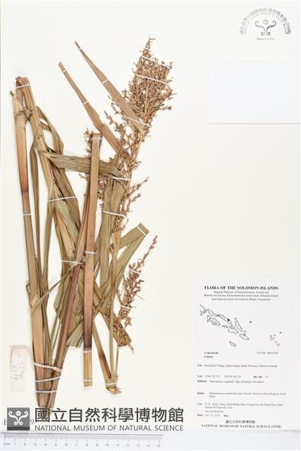 登錄號:BS03999藏品圖，第1張