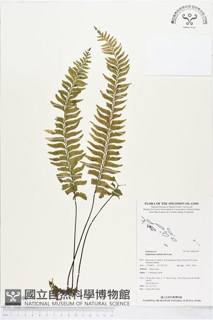 單邊鐵角蕨藏品圖，第1張