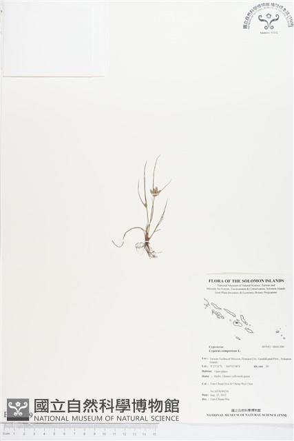 莎田草、扁穗莎草藏品圖，第1張