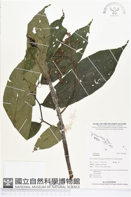 登錄號:BS02869藏品圖，第1張