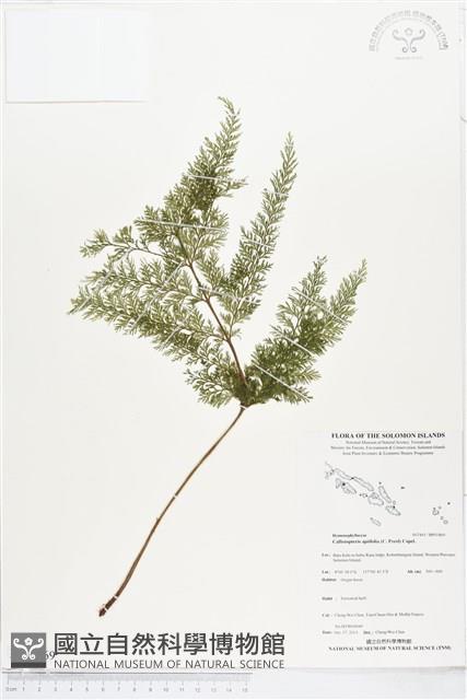 毛桿蕨藏品圖，第1張