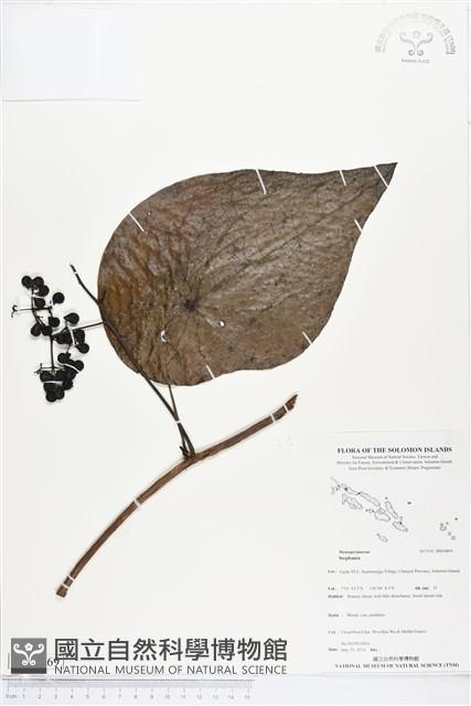 登錄號:BS04869藏品圖，第1張