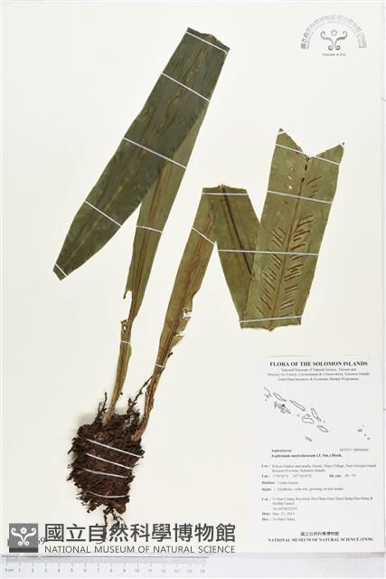 南洋山蘇花藏品圖，第1張