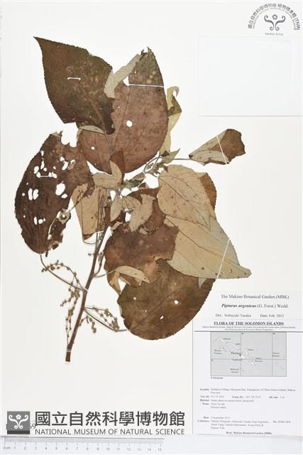 銀背落尾麻藏品圖，第1張