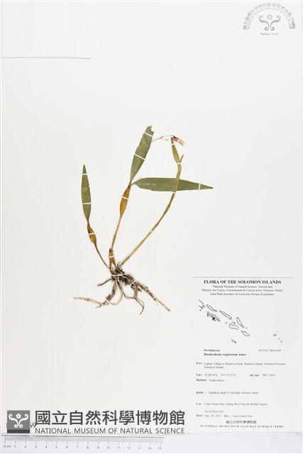 登錄號:BS03669藏品圖，第1張